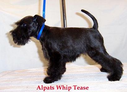 Fault - Tail set too low." (from American Kennel Club Miniature Schnauzer 